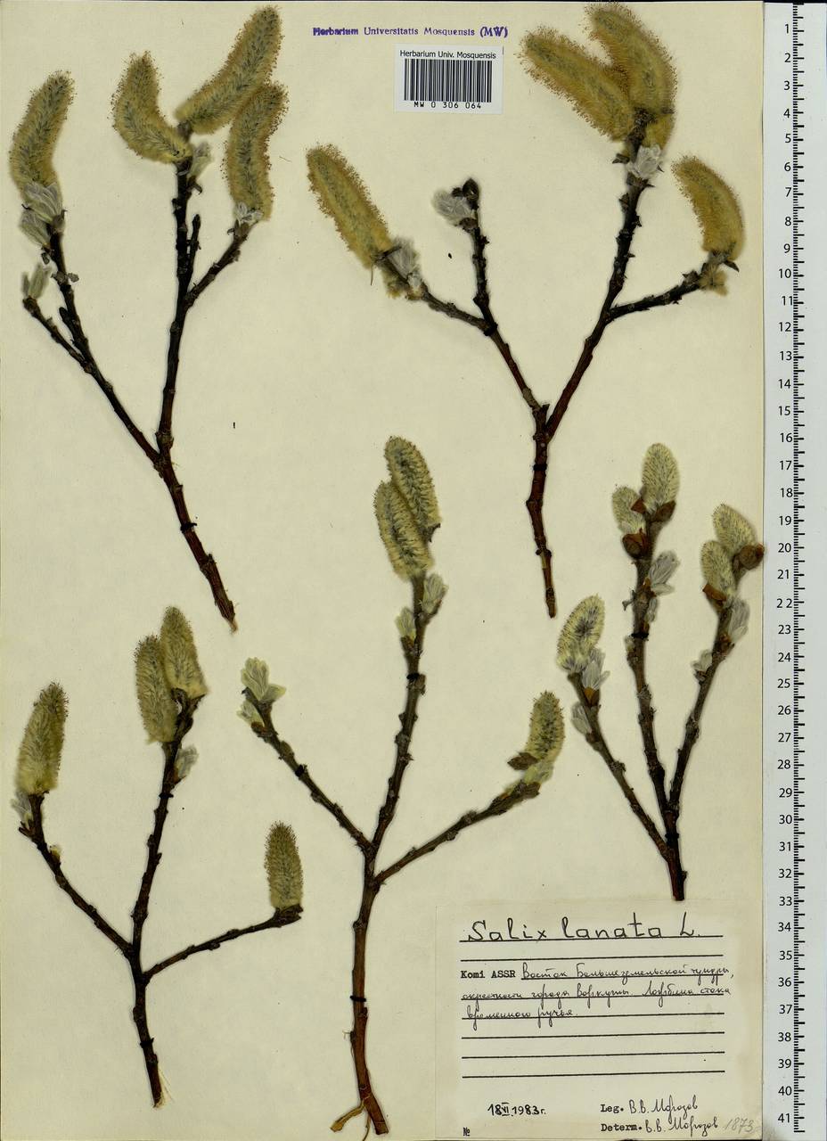 Salix lanata L., Eastern Europe, Northern region (E1) (Russia)
