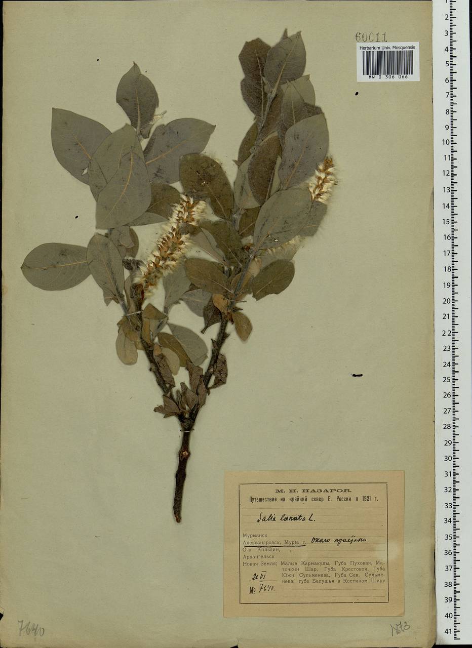 Salix lanata L., Eastern Europe, Northern region (E1) (Russia)
