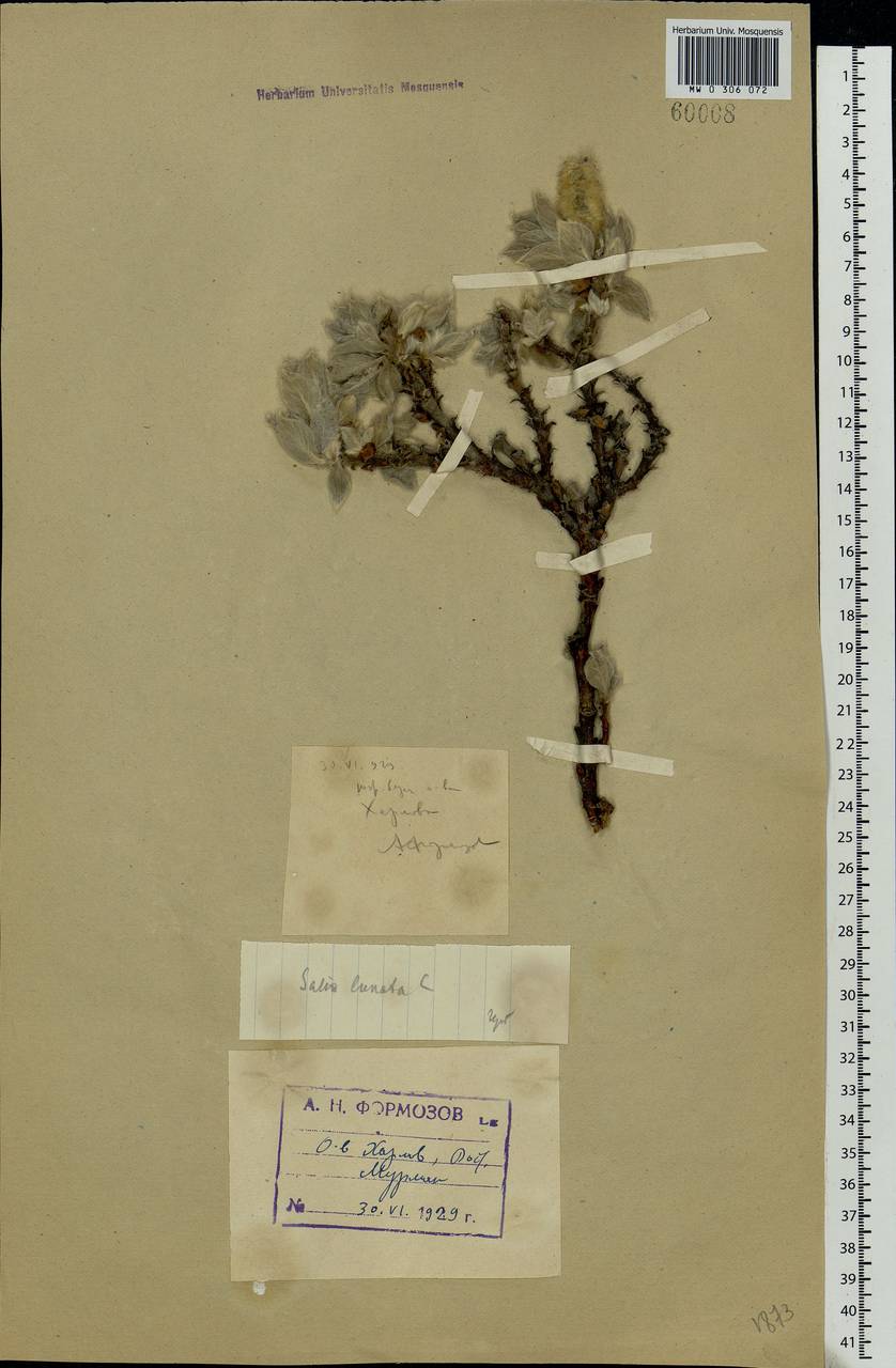 Salix lanata L., Eastern Europe, Northern region (E1) (Russia)