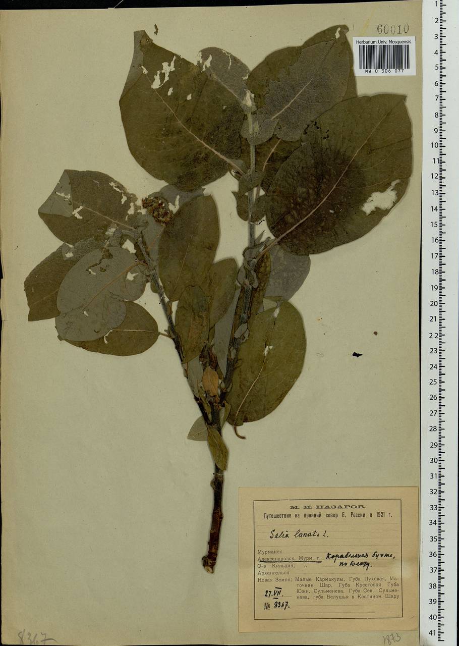 Salix lanata L., Eastern Europe, Northern region (E1) (Russia)