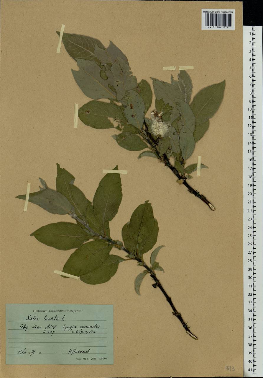 Salix lanata L., Eastern Europe, Northern region (E1) (Russia)