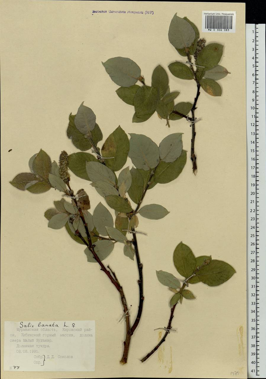 Salix lanata L., Eastern Europe, Northern region (E1) (Russia)