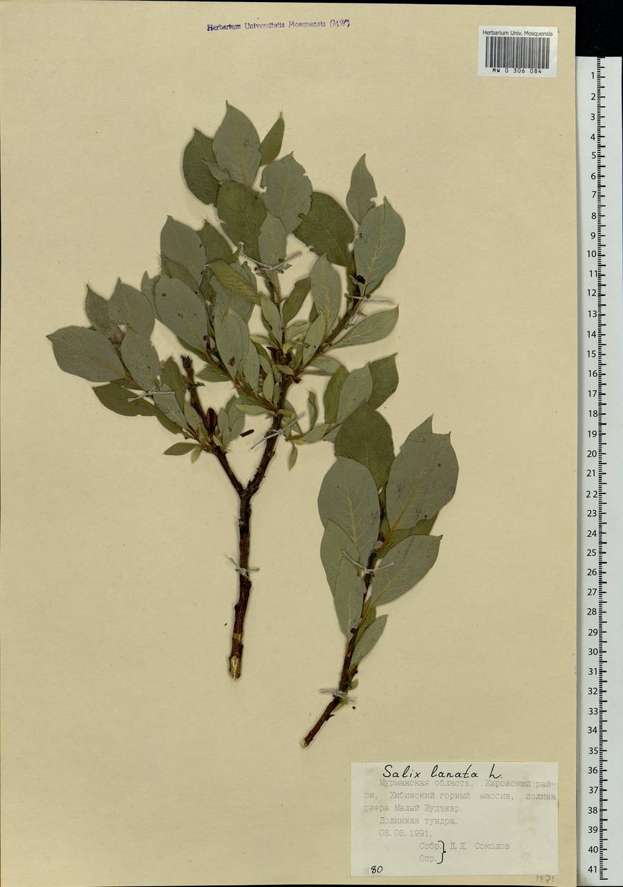 Salix lanata L., Eastern Europe, Northern region (E1) (Russia)