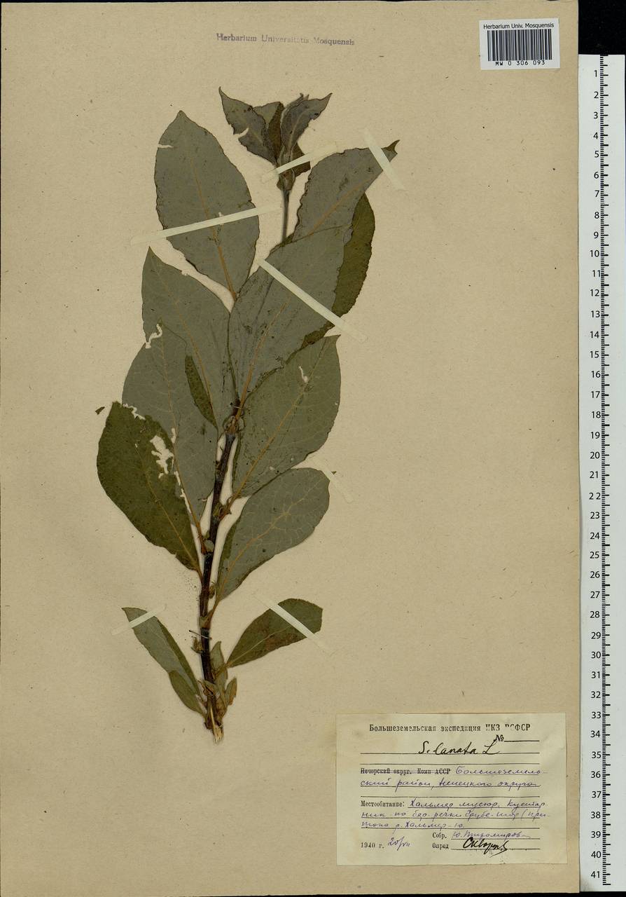 Salix lanata L., Eastern Europe, Northern region (E1) (Russia)