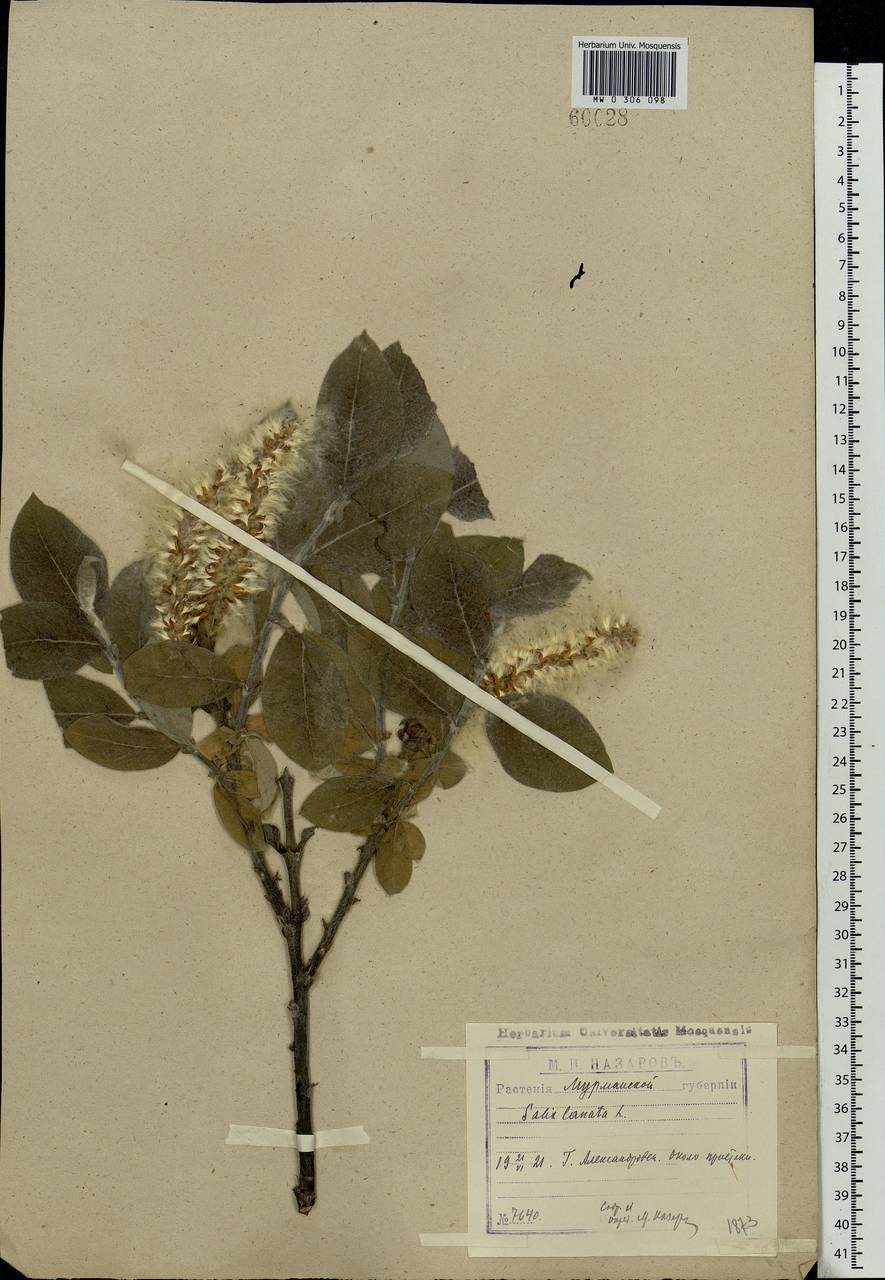 Salix lanata L., Eastern Europe, Northern region (E1) (Russia)