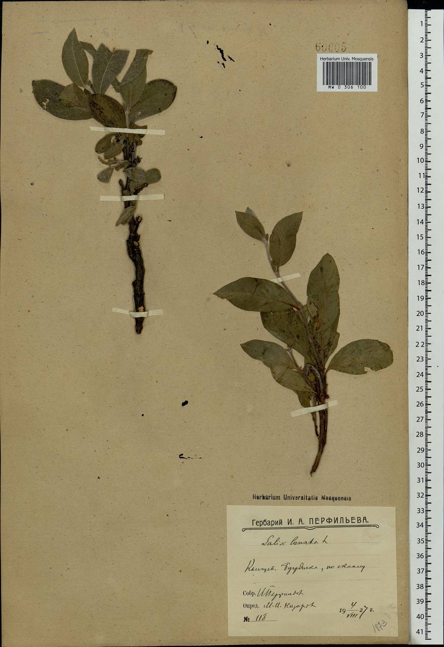 Salix lanata L., Eastern Europe, Northern region (E1) (Russia)