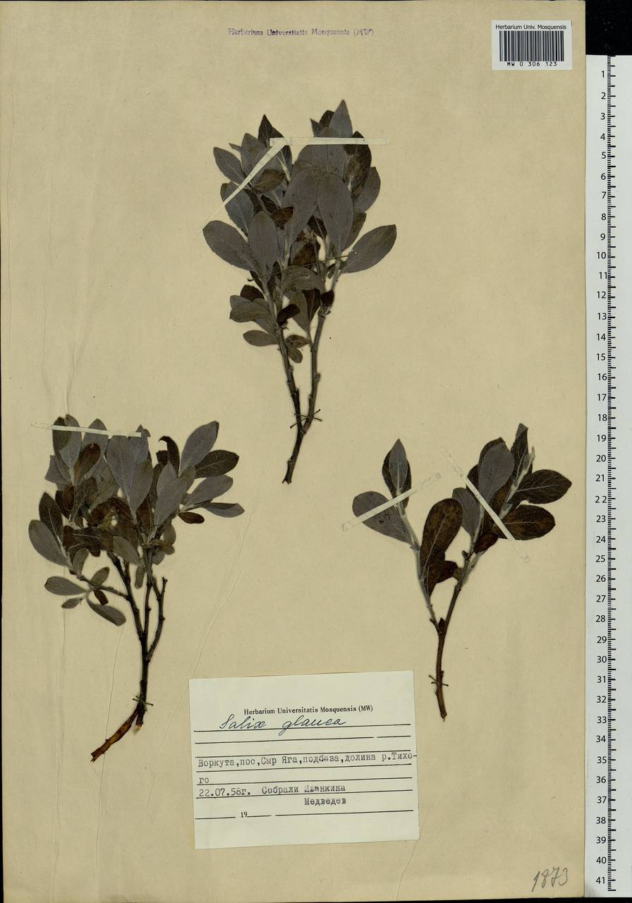 Salix glauca L., Eastern Europe, Northern region (E1) (Russia)