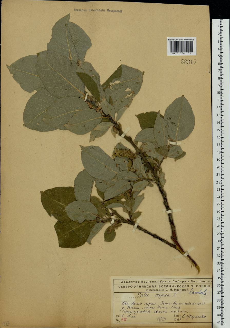 Salix lanata L., Eastern Europe, Northern region (E1) (Russia)