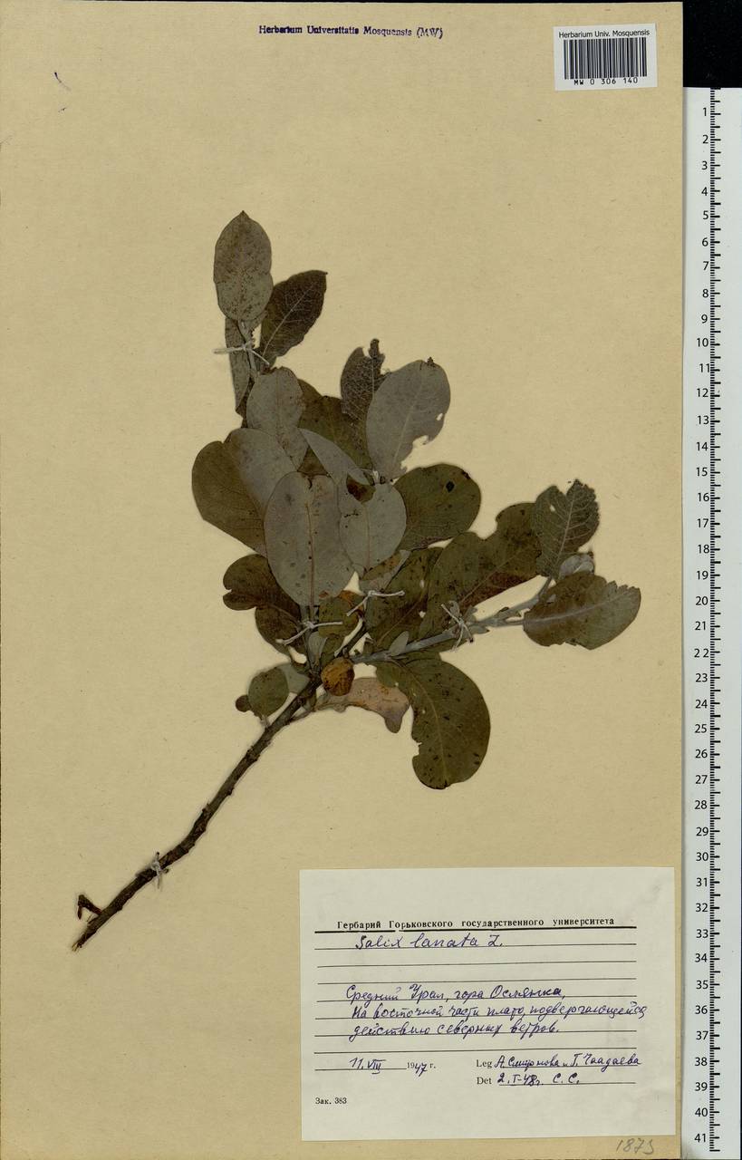 Salix lanata L., Eastern Europe, Eastern region (E10) (Russia)