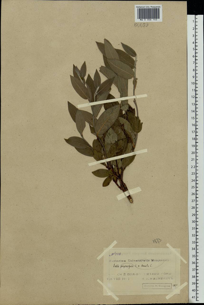 Salix lanata × phylicifolia, Eastern Europe, Northern region (E1) (Russia)
