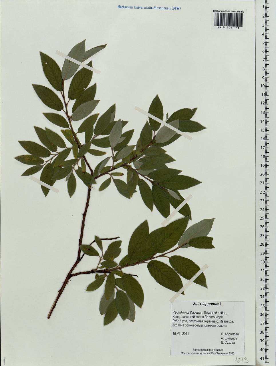 Salix lapponum, Eastern Europe, Northern region (E1) (Russia)