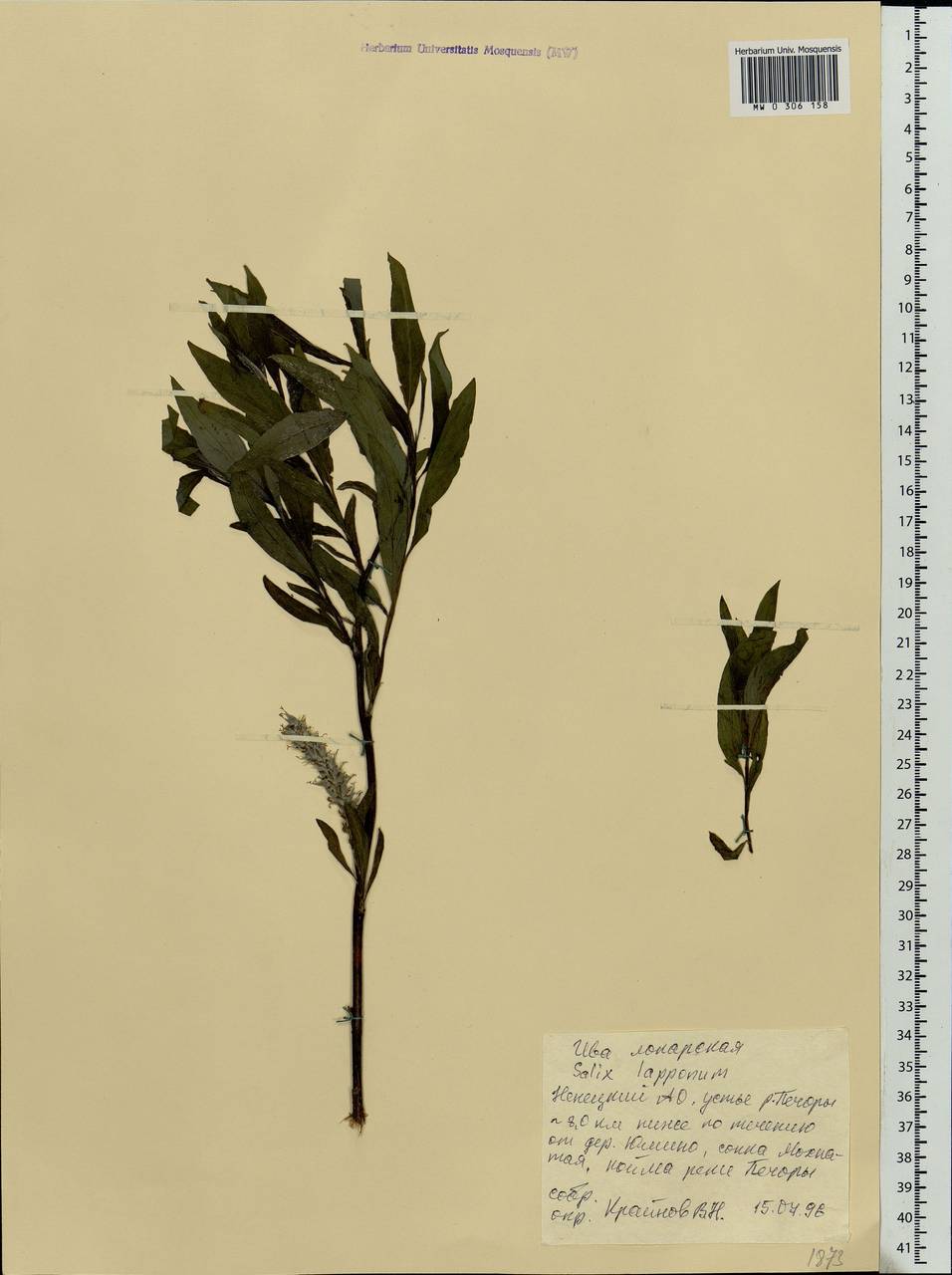 Salix lapponum, Eastern Europe, Northern region (E1) (Russia)