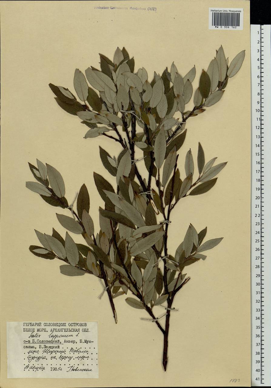 Salix lapponum, Eastern Europe, Northern region (E1) (Russia)