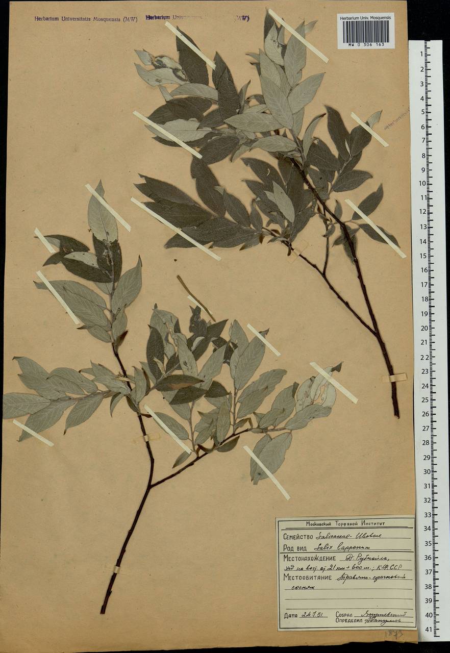 Salix lapponum L., Eastern Europe, Northern region (E1) (Russia)