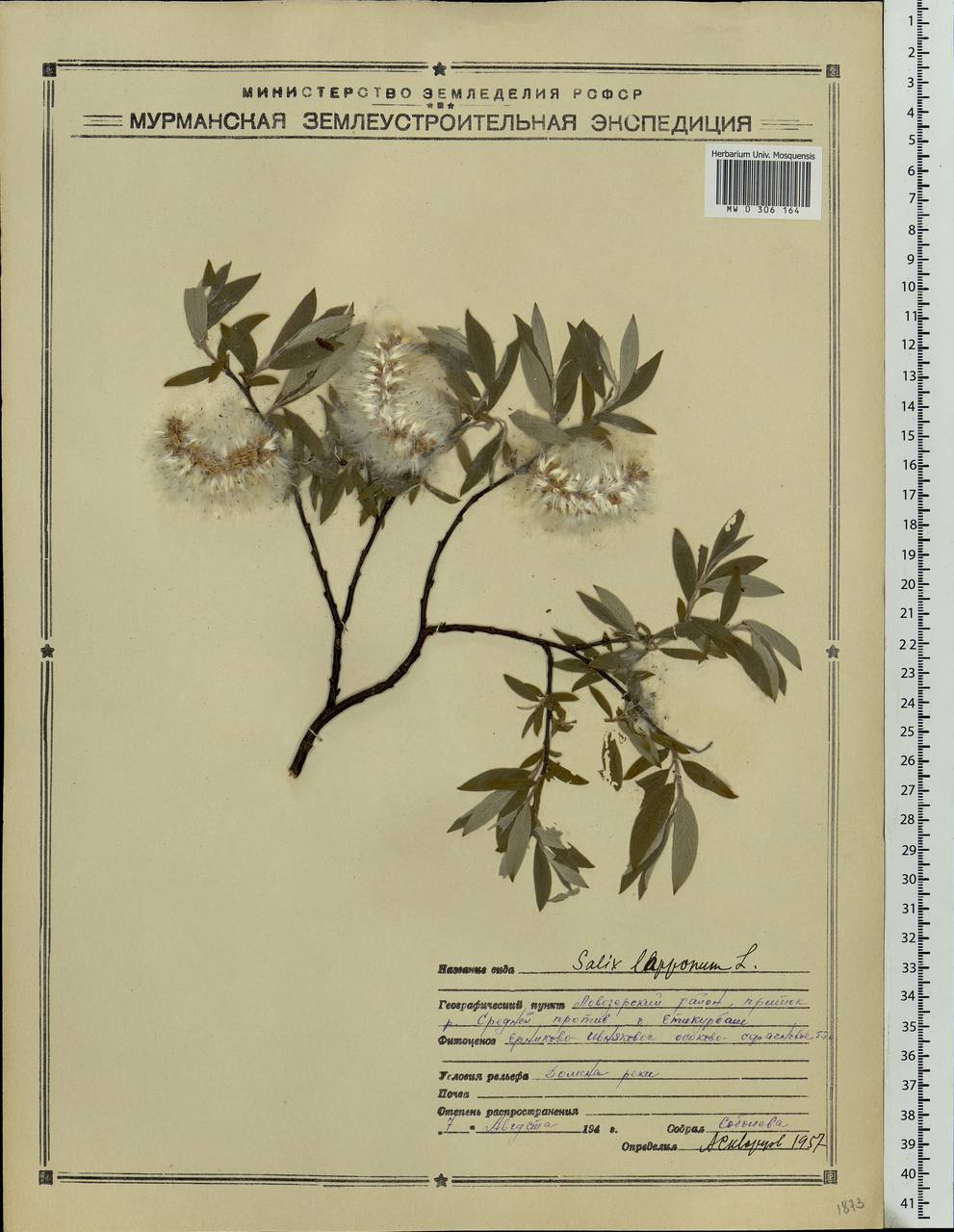 Salix lapponum L., Eastern Europe, Northern region (E1) (Russia)