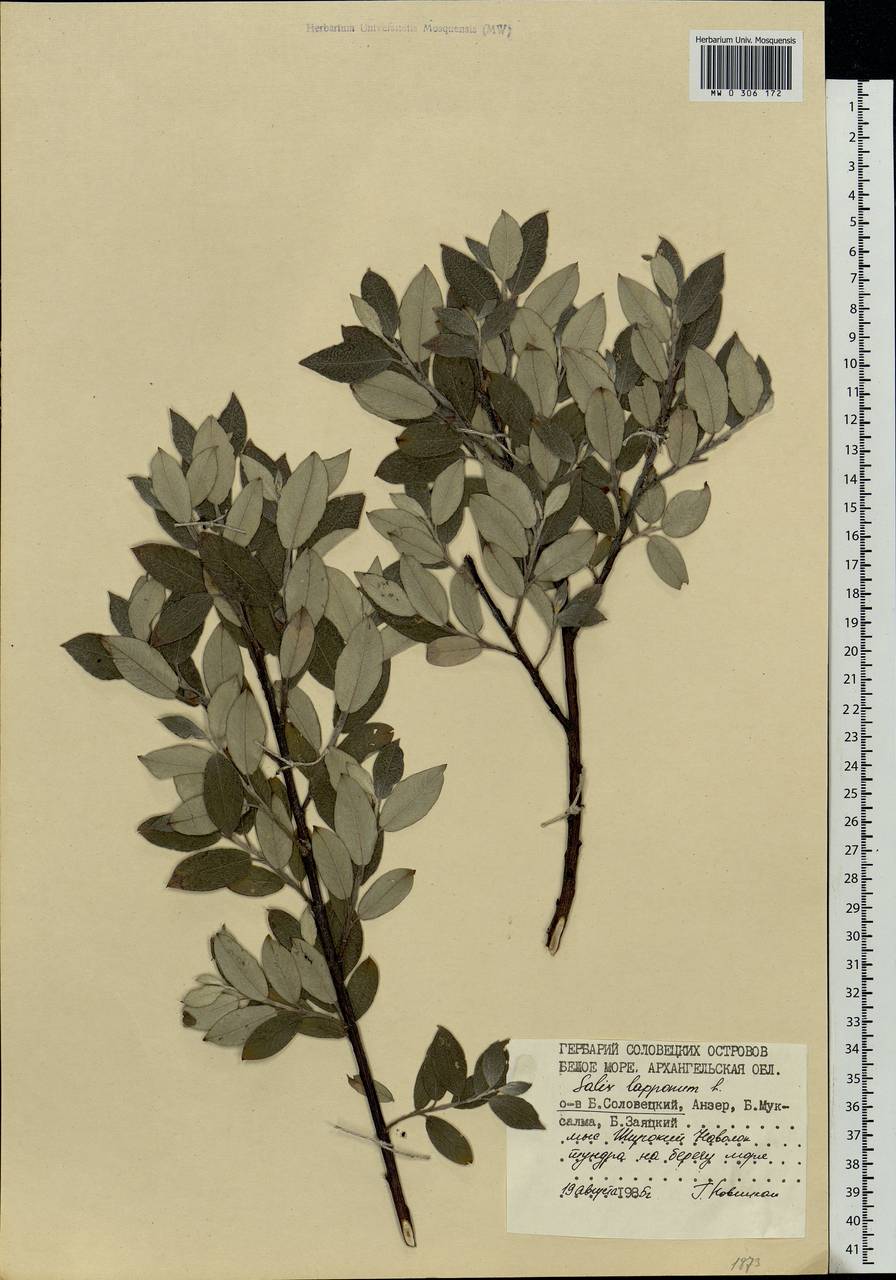 Salix lapponum, Eastern Europe, Northern region (E1) (Russia)