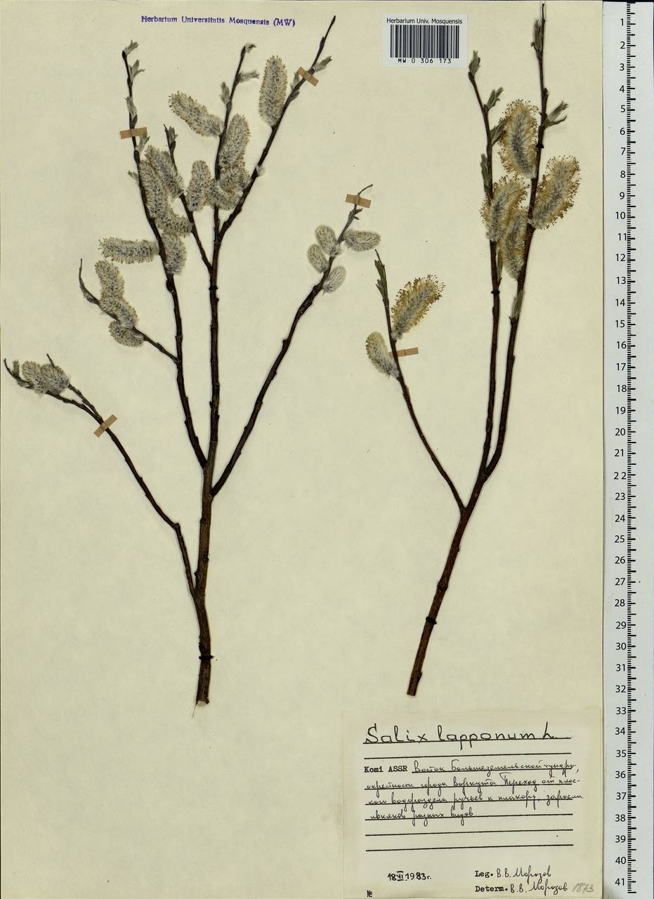 Salix lapponum, Eastern Europe, Northern region (E1) (Russia)