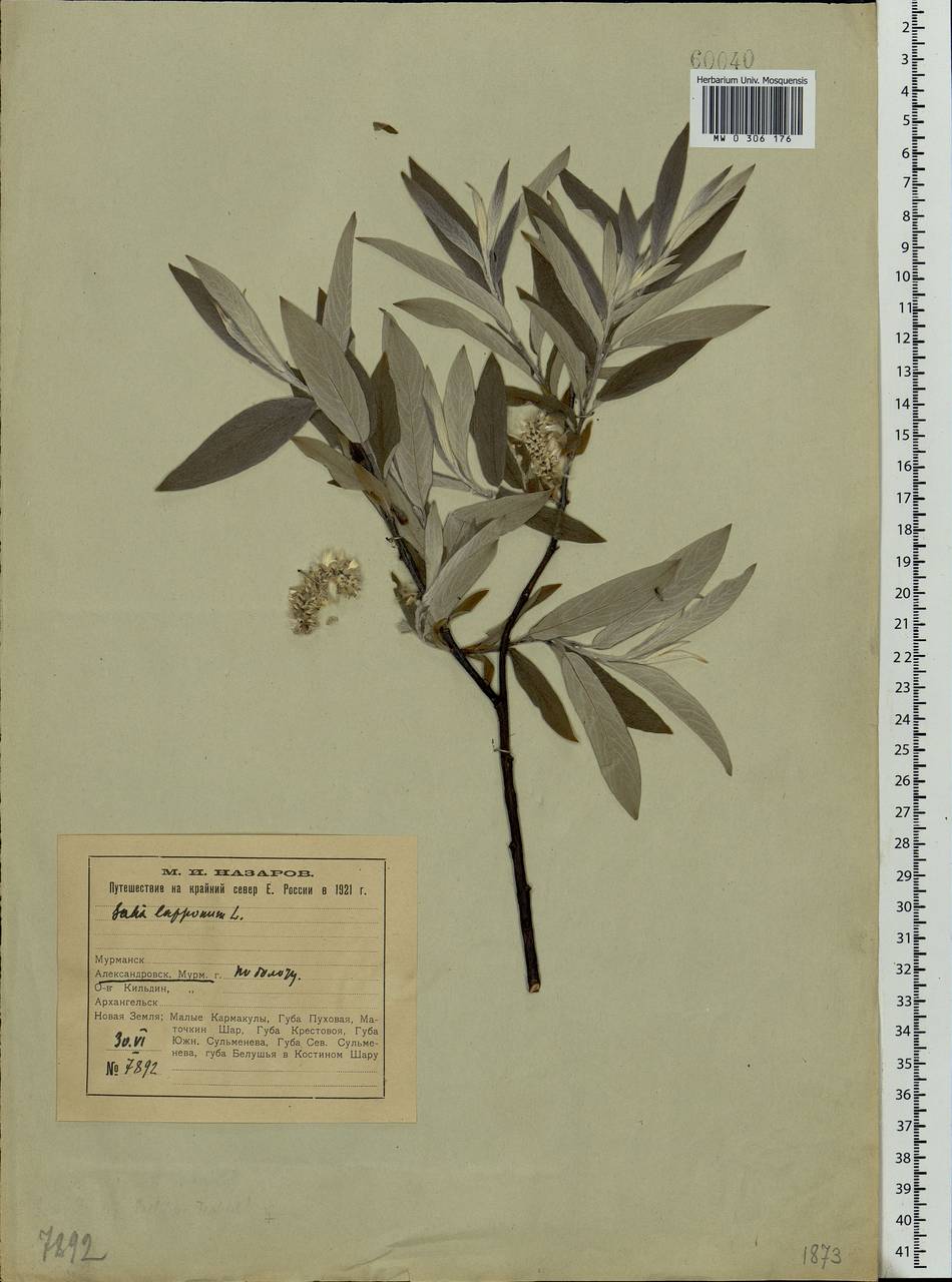 Salix lapponum, Eastern Europe, Northern region (E1) (Russia)