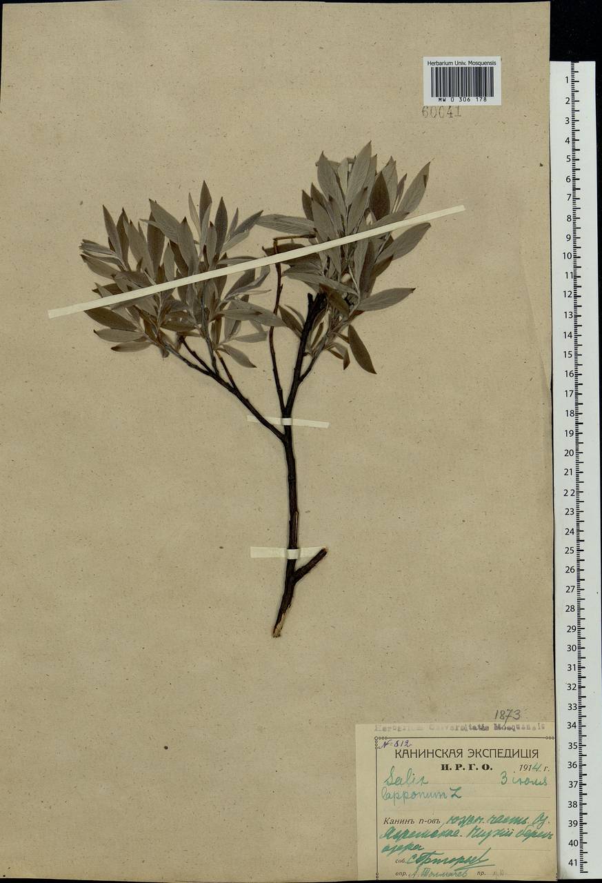 Salix lapponum L., Eastern Europe, Northern region (E1) (Russia)