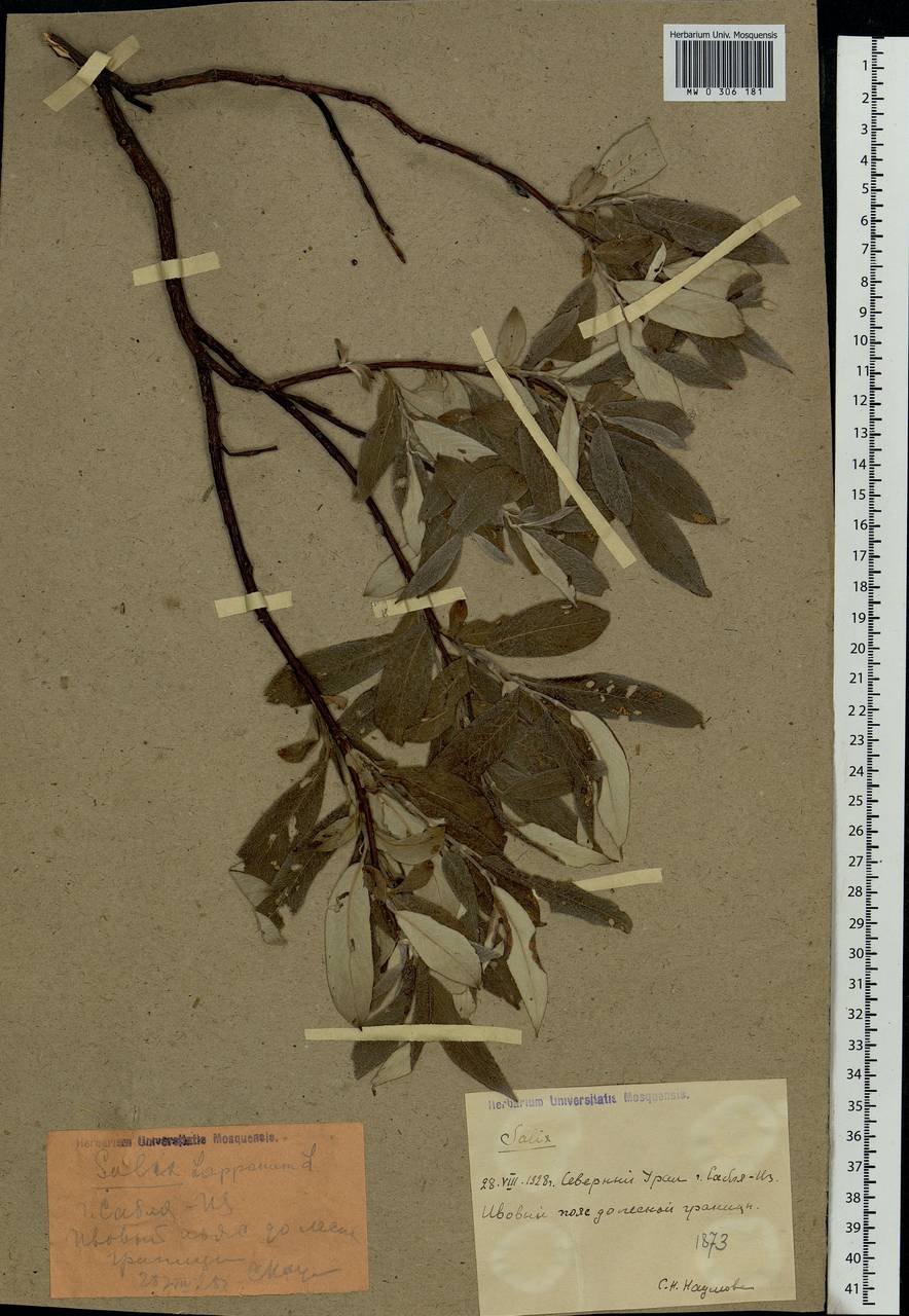Salix lapponum L., Eastern Europe, Northern region (E1) (Russia)