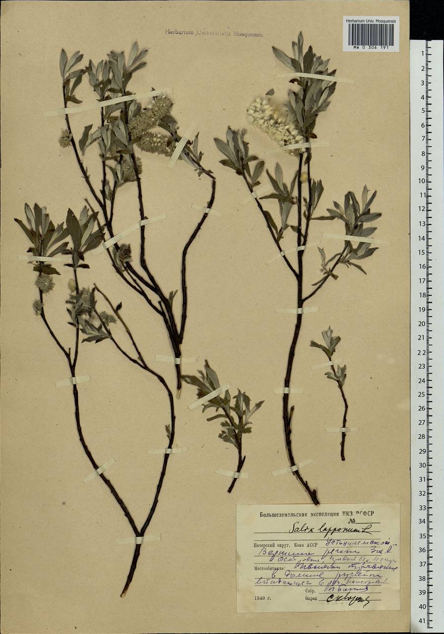 Salix lapponum L., Eastern Europe, Northern region (E1) (Russia)