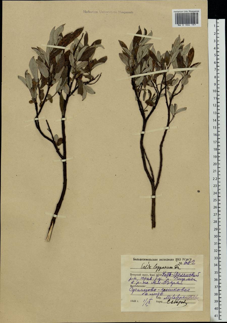 Salix lapponum L., Eastern Europe, Northern region (E1) (Russia)