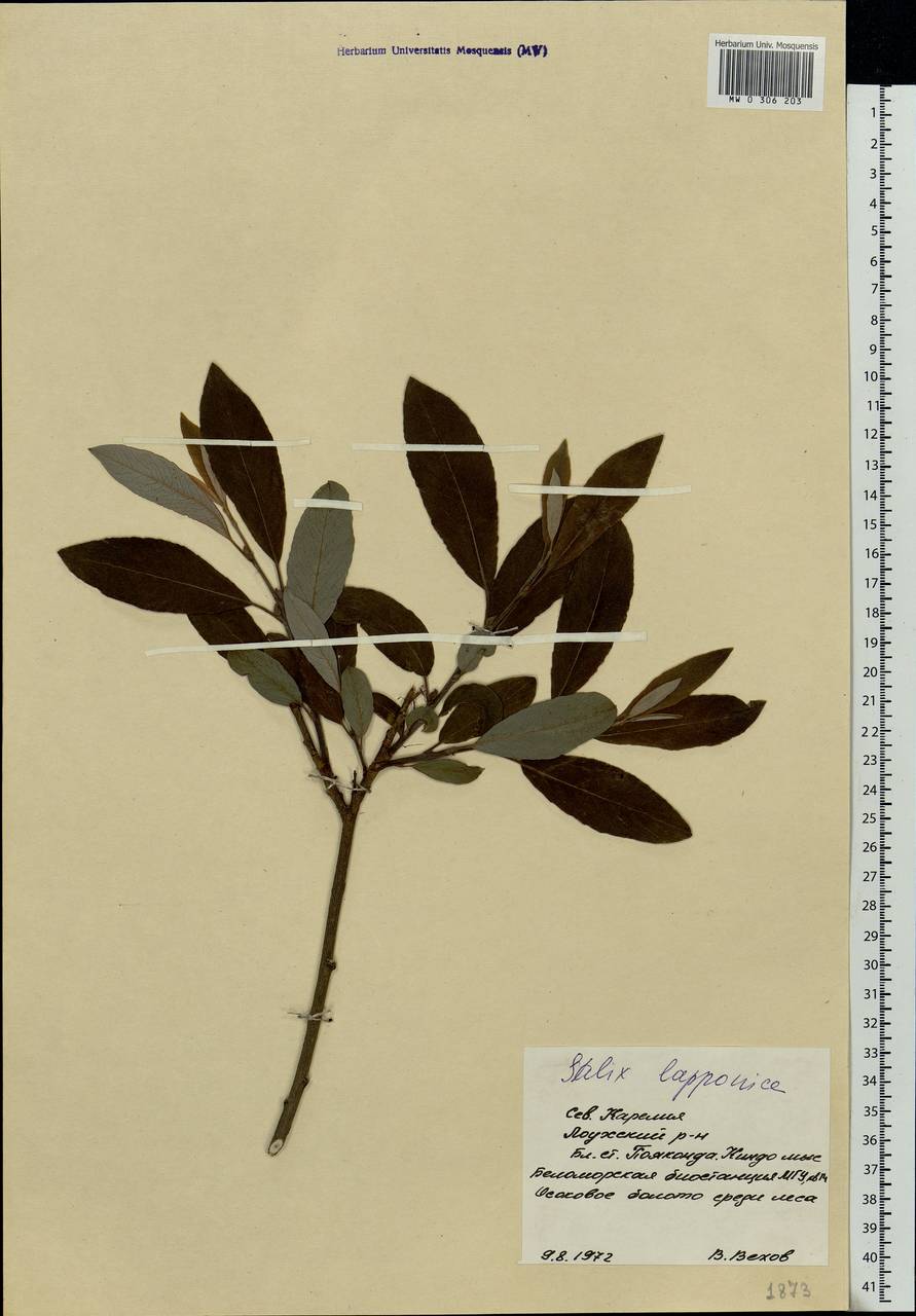 Salix lapponum, Eastern Europe, Northern region (E1) (Russia)