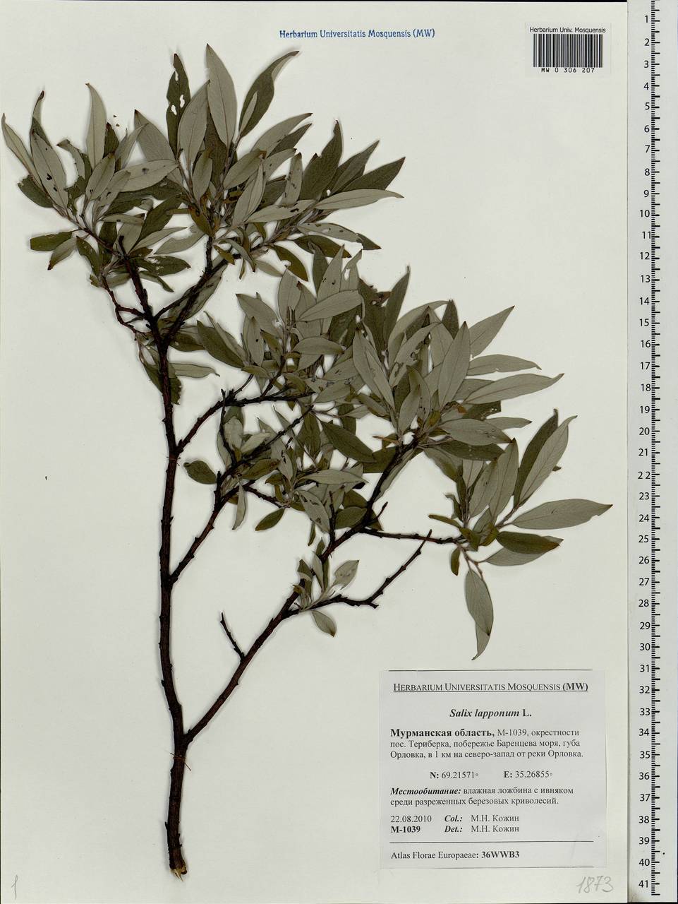 Salix lapponum, Eastern Europe, Northern region (E1) (Russia)