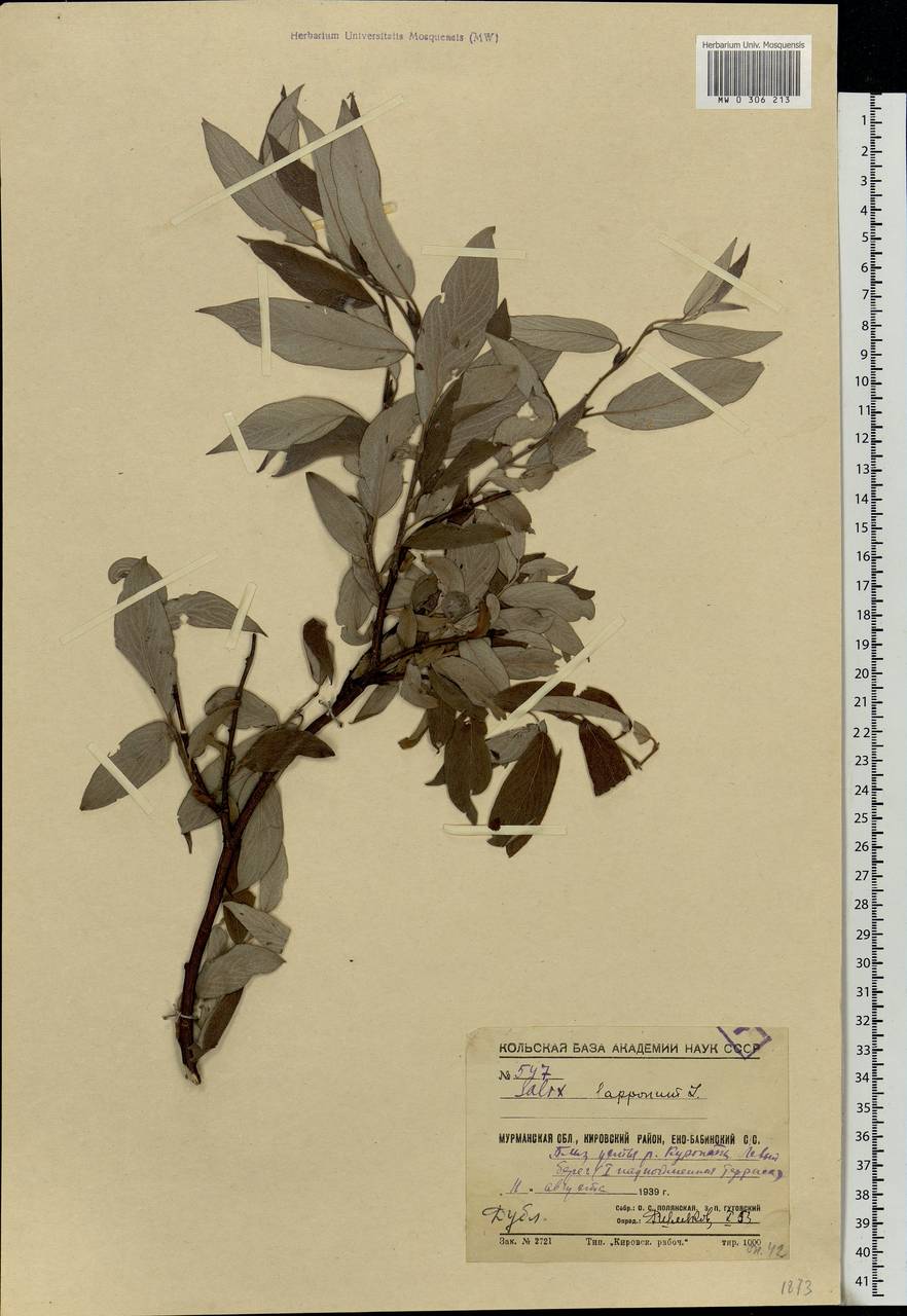 Salix lapponum L., Eastern Europe, Northern region (E1) (Russia)