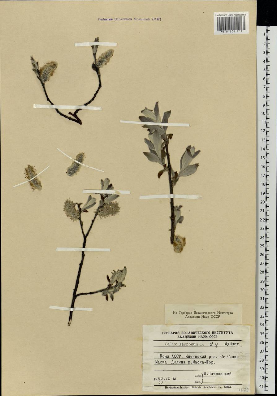 Salix lapponum L., Eastern Europe, Northern region (E1) (Russia)
