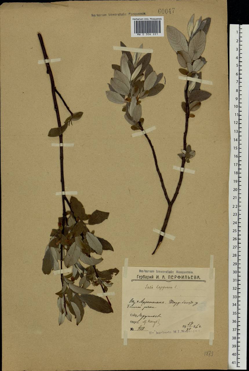 Salix lapponum L., Eastern Europe, Northern region (E1) (Russia)