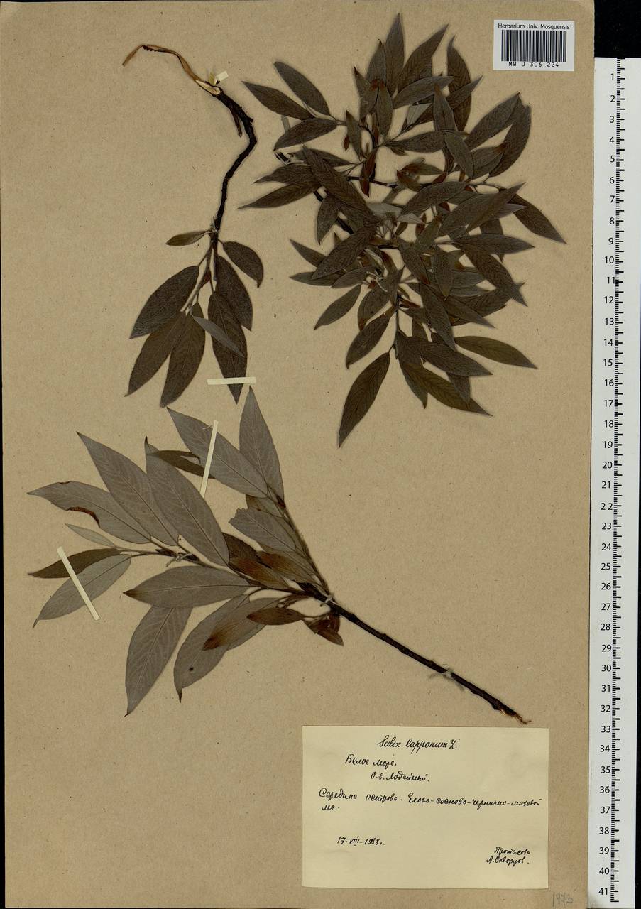 Salix lapponum, Eastern Europe, Northern region (E1) (Russia)