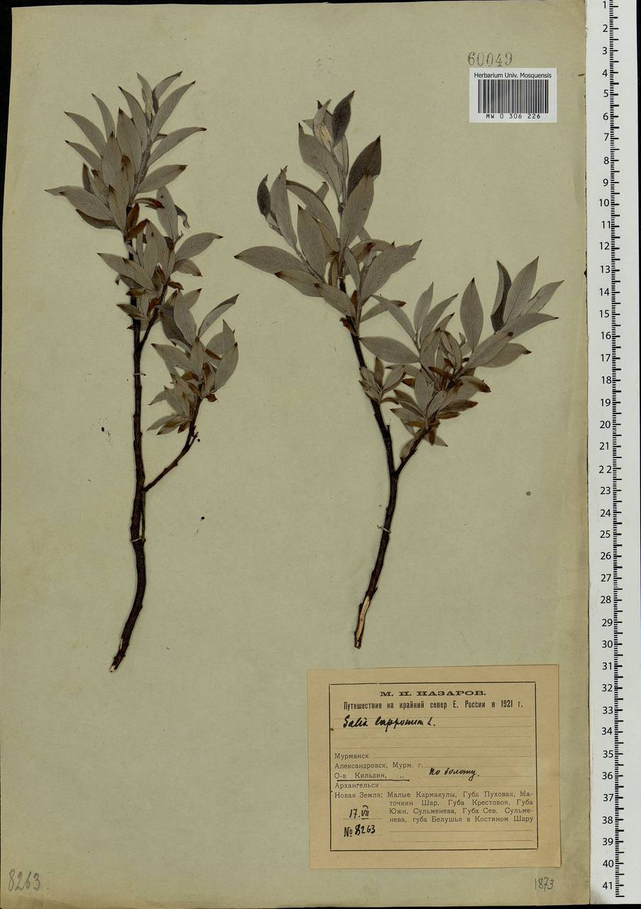 Salix lapponum, Eastern Europe, Northern region (E1) (Russia)