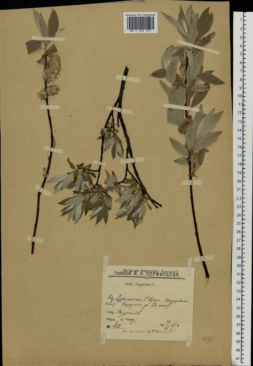 Salix lapponum L., Eastern Europe, Northern region (E1) (Russia)