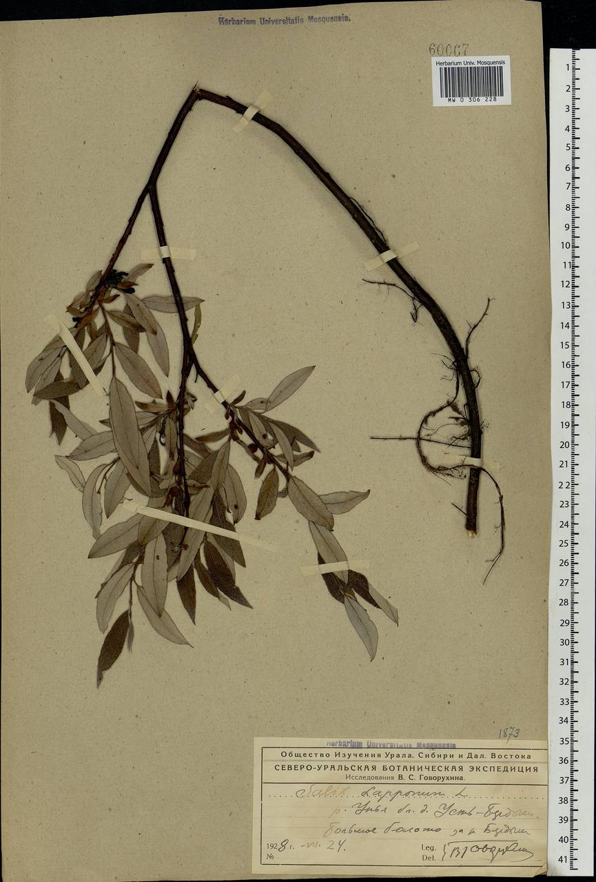 Salix lapponum, Eastern Europe, Northern region (E1) (Russia)