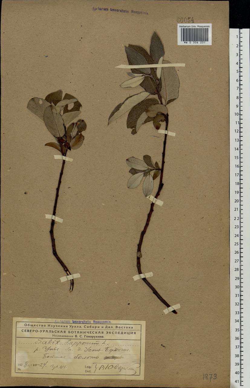 Salix lapponum L., Eastern Europe, Northern region (E1) (Russia)