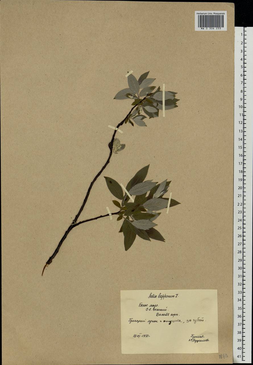 Salix lapponum L., Eastern Europe, Northern region (E1) (Russia)