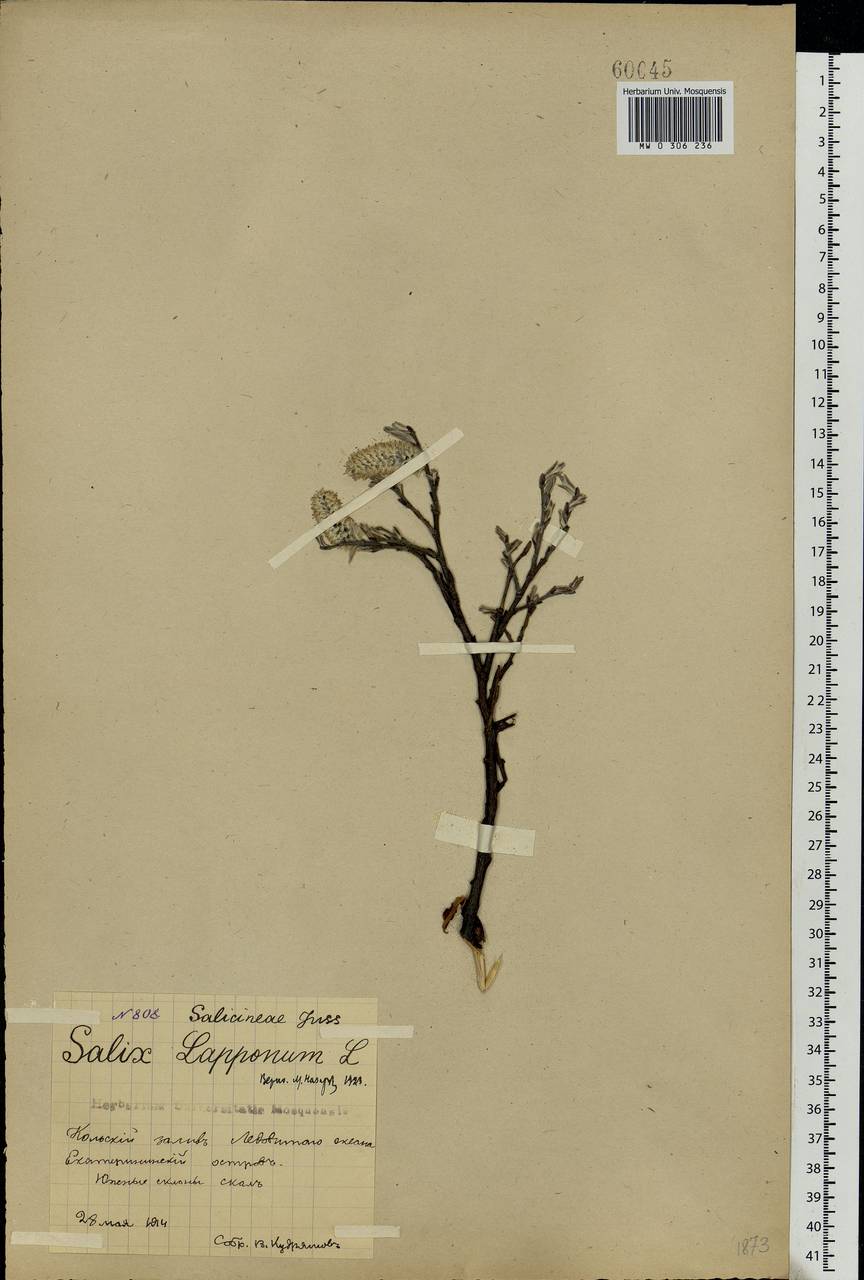 Salix lapponum L., Eastern Europe, Northern region (E1) (Russia)