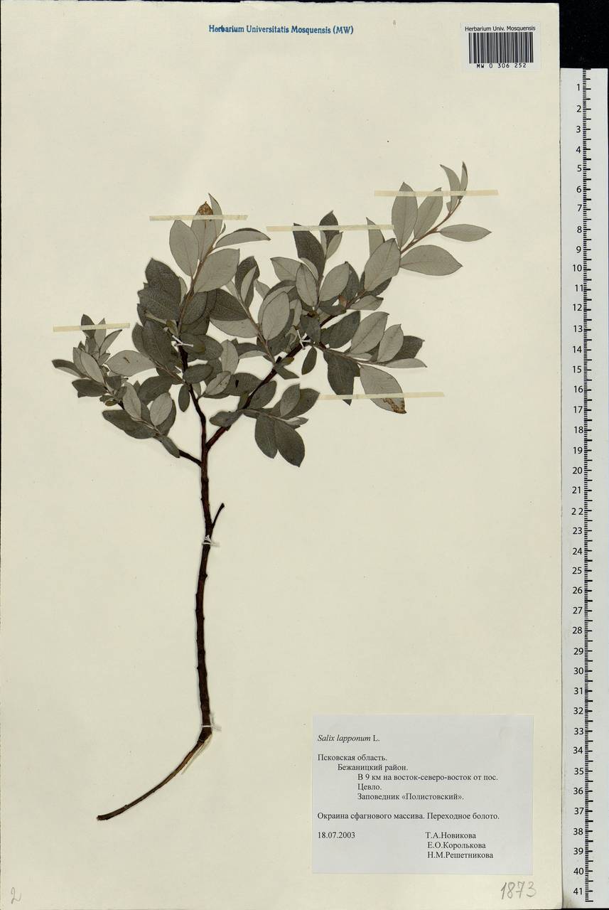 Salix lapponum, Eastern Europe, North-Western region (E2) (Russia)
