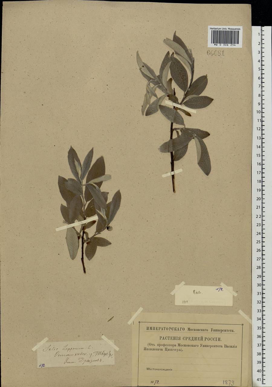 Salix lapponum, Eastern Europe, North-Western region (E2) (Russia)