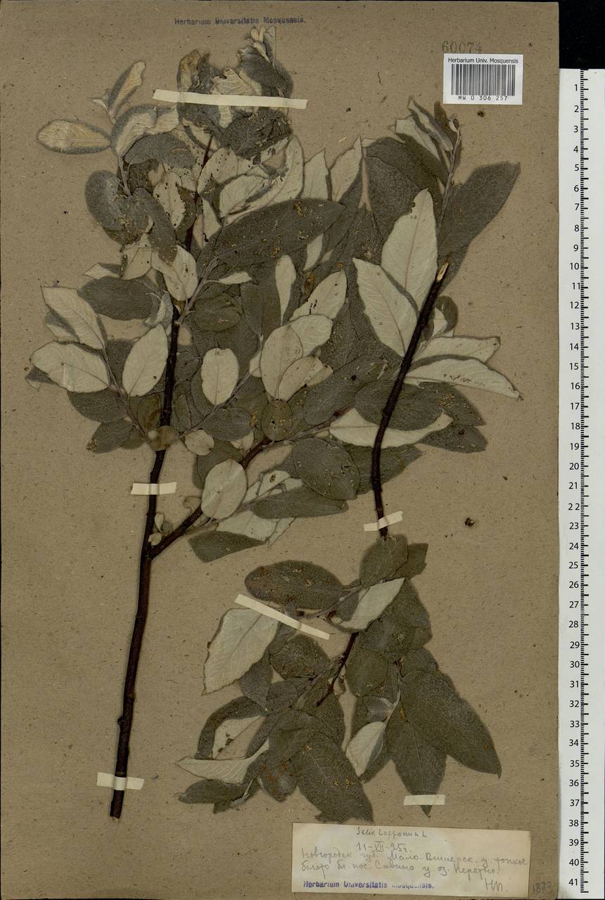 Salix lapponum, Eastern Europe, North-Western region (E2) (Russia)