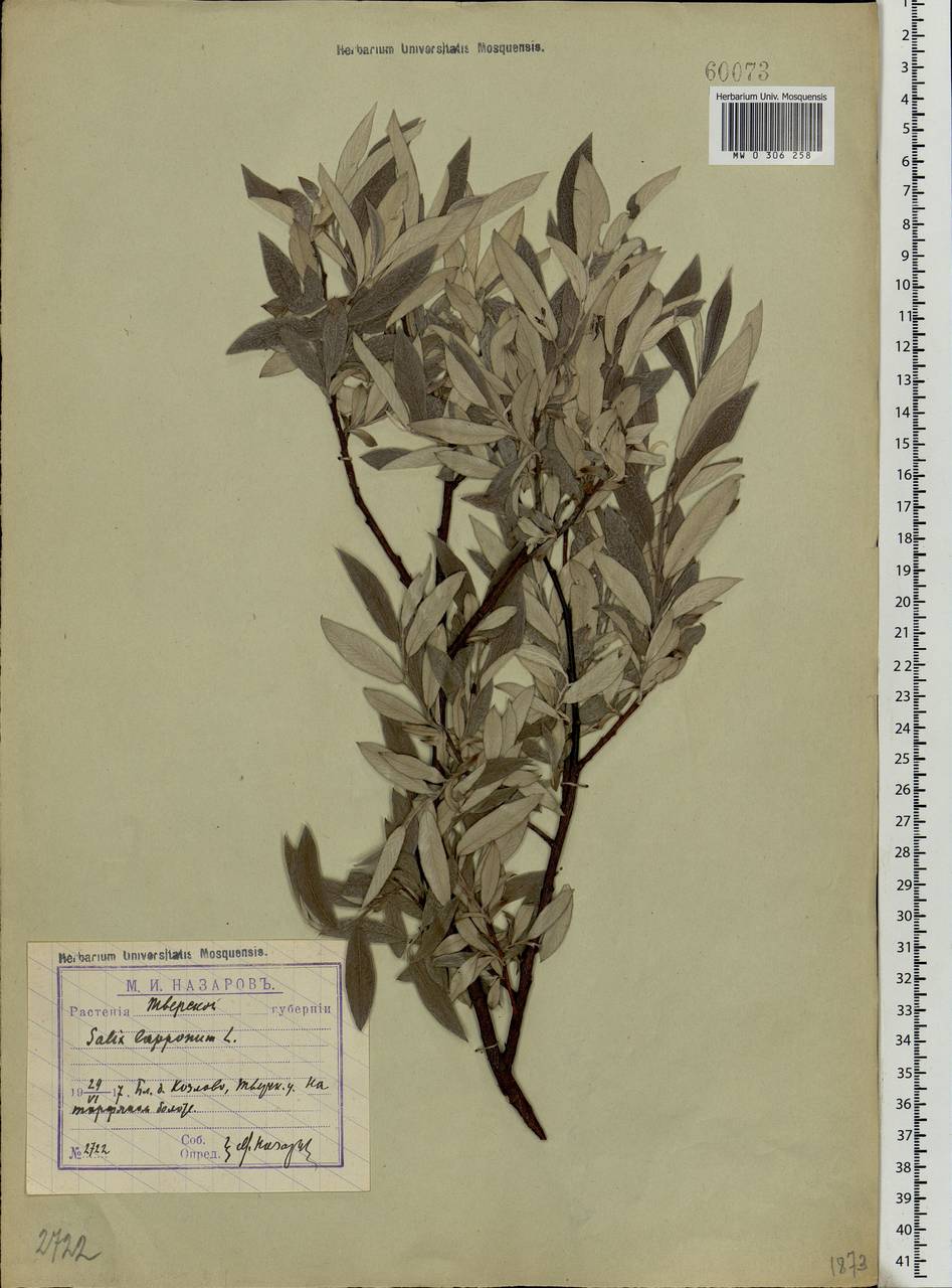 Salix lapponum L., Eastern Europe, North-Western region (E2) (Russia)