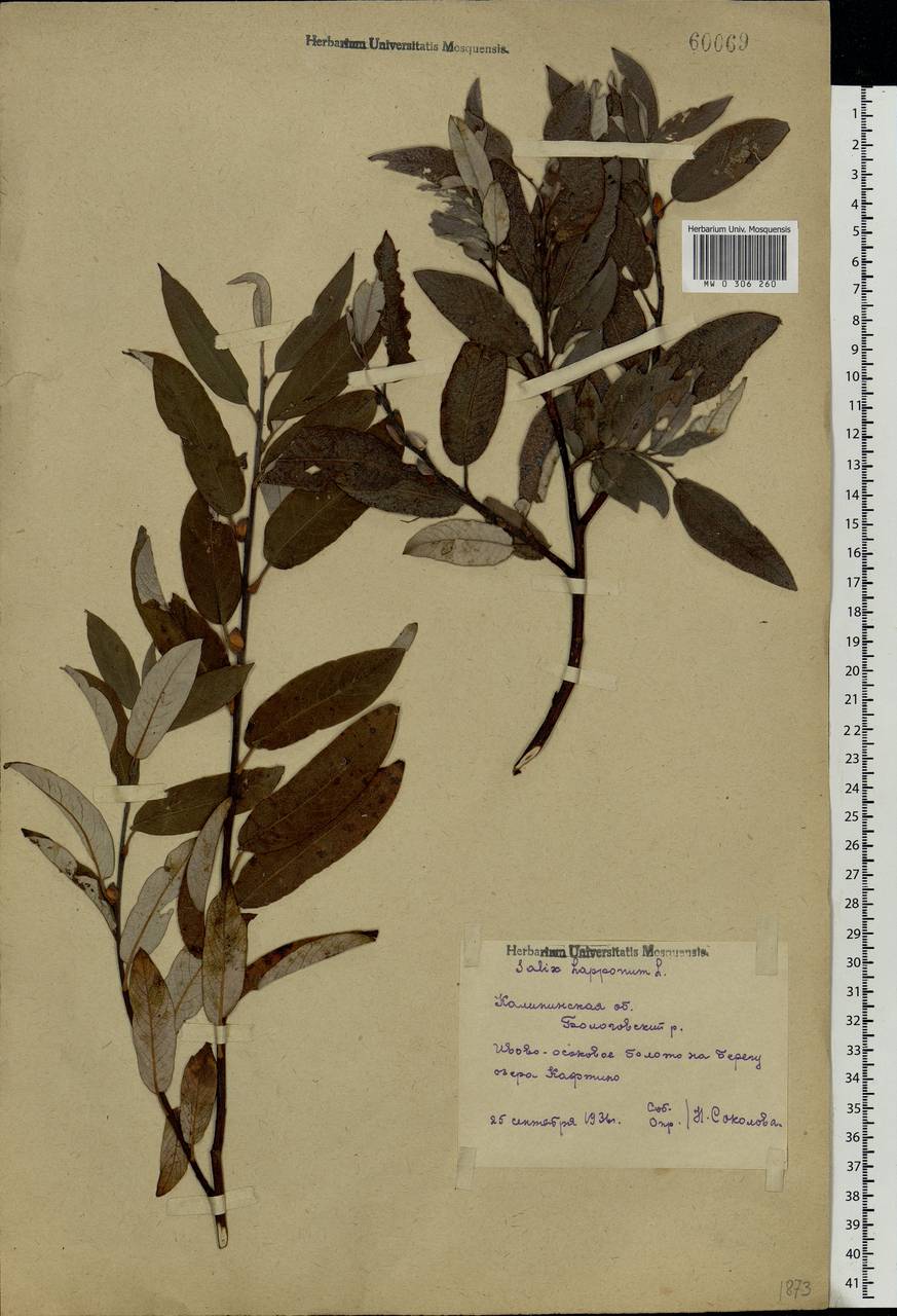 Salix lapponum L., Eastern Europe, North-Western region (E2) (Russia)
