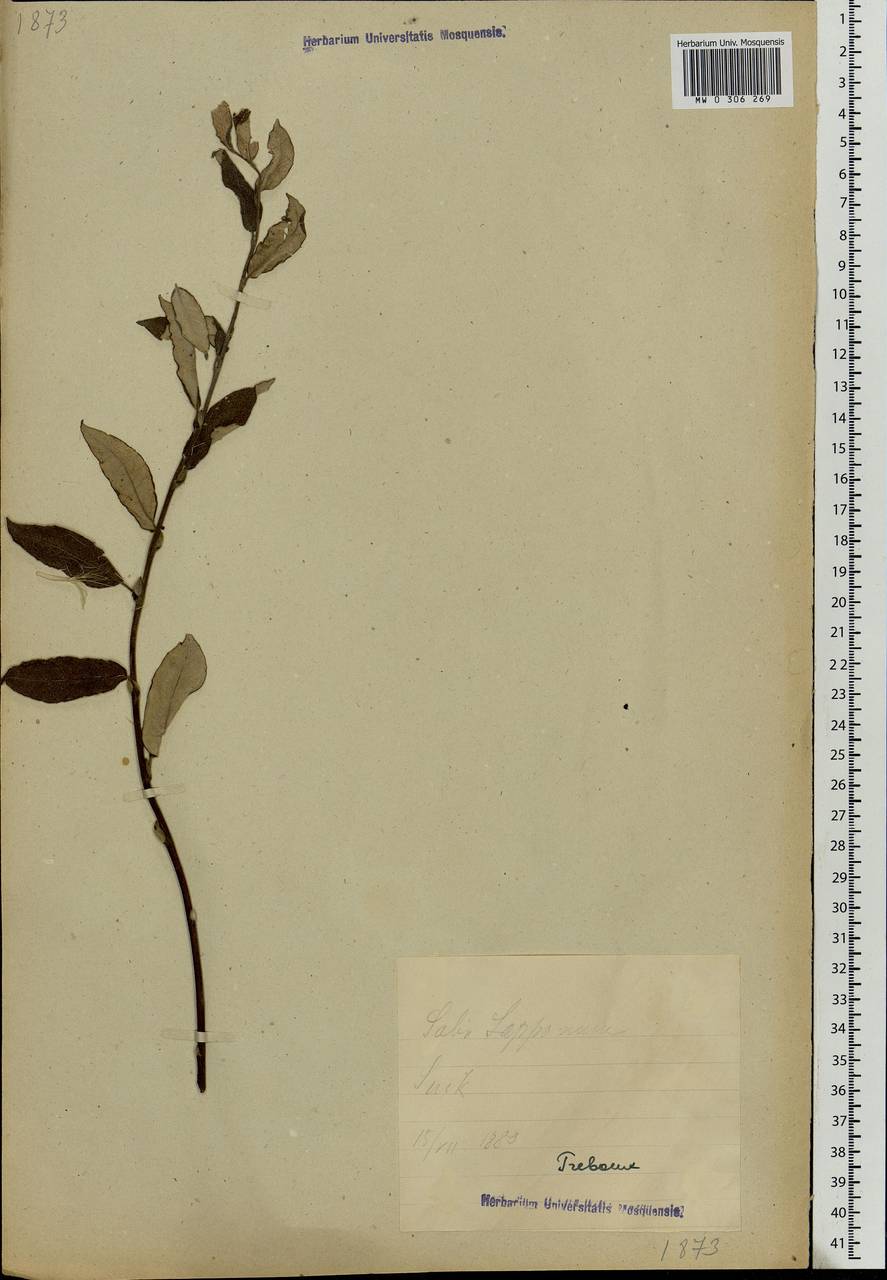 Salix lapponum L., Eastern Europe, Estonia (E2c) (Estonia)
