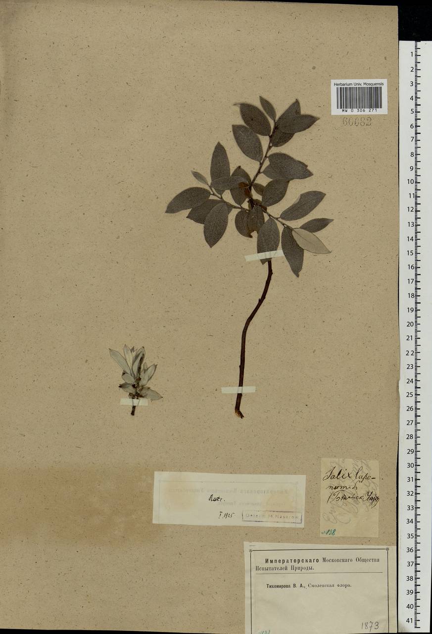 Salix lapponum, Eastern Europe, North-Western region (E2) (Russia)