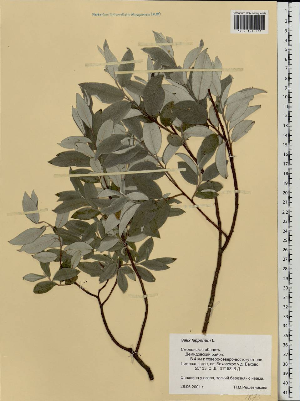 Salix lapponum, Eastern Europe, Western region (E3) (Russia)