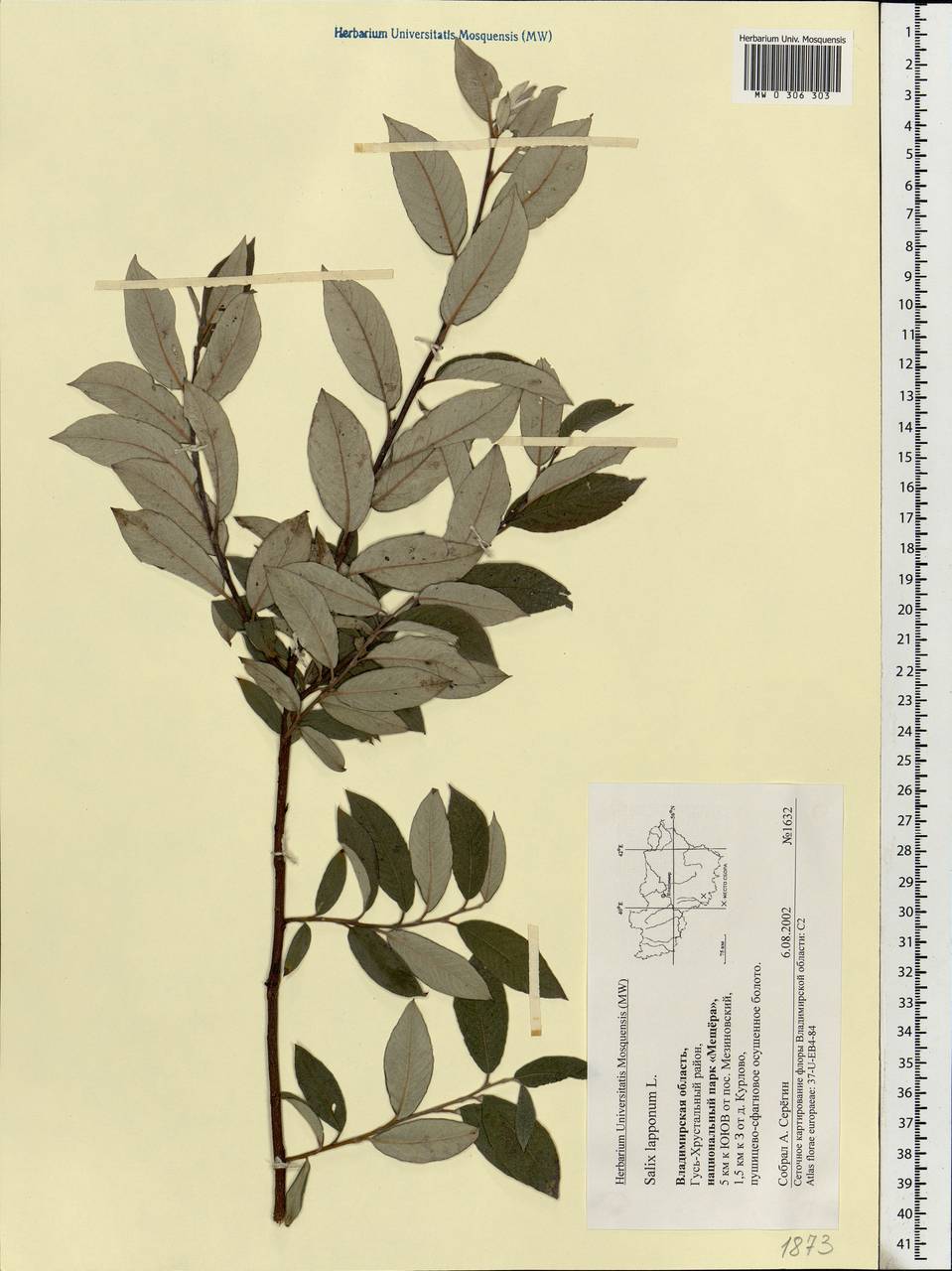 Salix lapponum, Eastern Europe, Central region (E4) (Russia)
