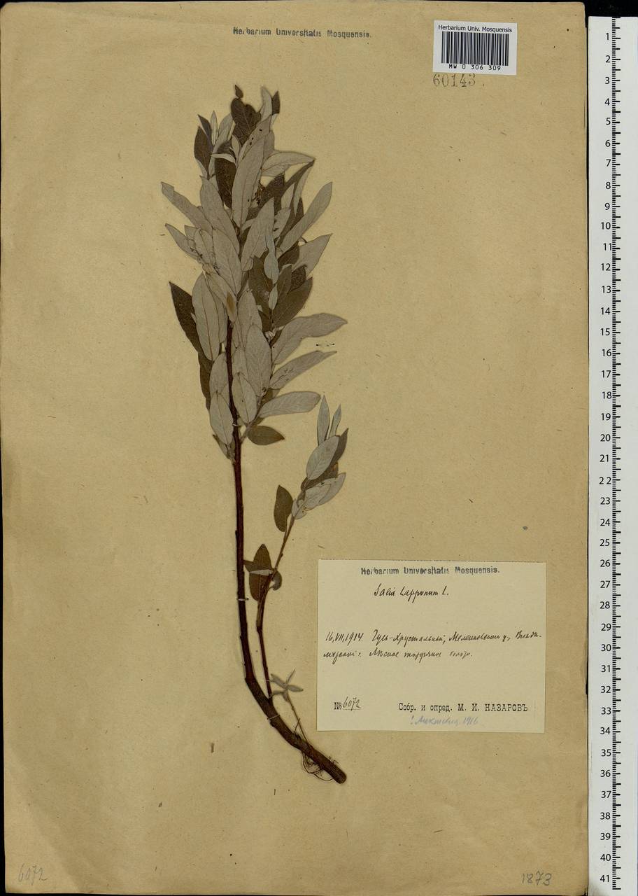 Salix lapponum, Eastern Europe, Central region (E4) (Russia)