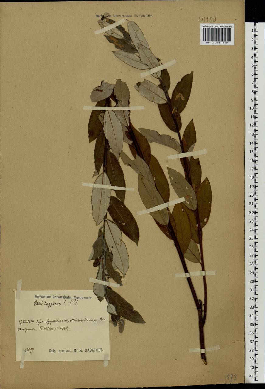 Salix lapponum, Eastern Europe, Central region (E4) (Russia)