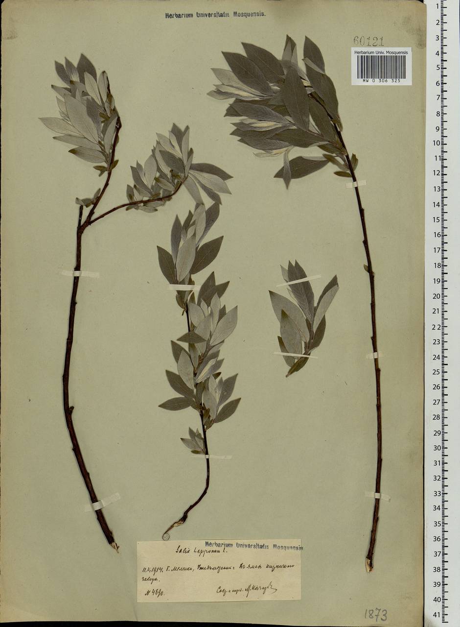 Salix lapponum, Eastern Europe, Central region (E4) (Russia)